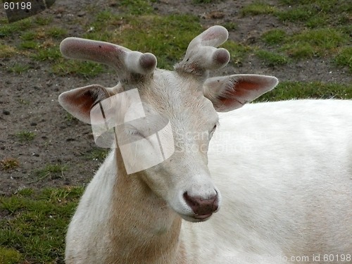 Image of White Calf