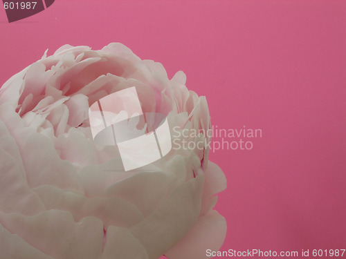 Image of peony