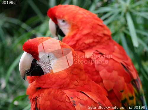 Image of Scarlet Macaw 