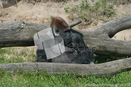 Image of Male Gorilla