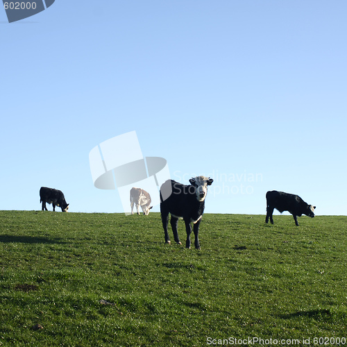 Image of Cattle grazing