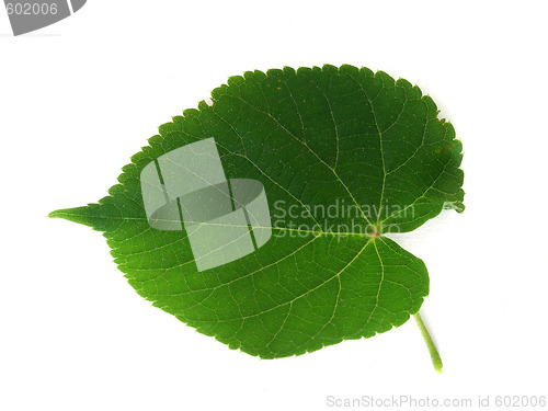 Image of leaf