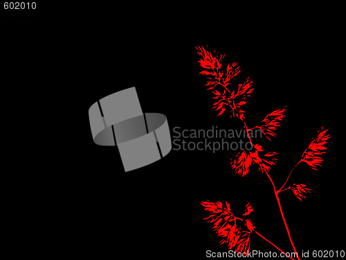 Image of red grass