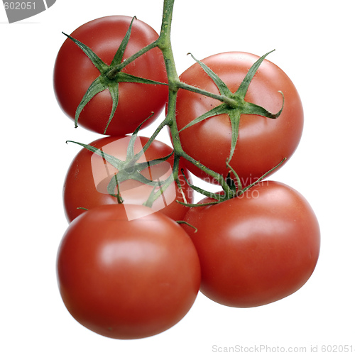 Image of Fresh tomato