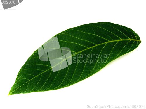Image of leaf