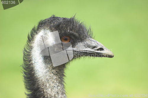 Image of Australian Emu bird.