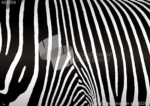Image of zebra skin