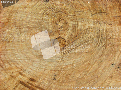 Image of ñðåç äåðåâà  tree cut