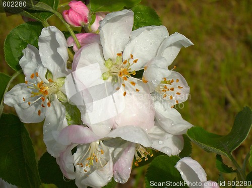 Image of öâåòû ÿáëîíè flowers of apple tree