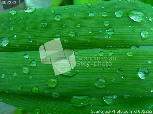 Image of êàïëè íà ëèñòå drops on leaves