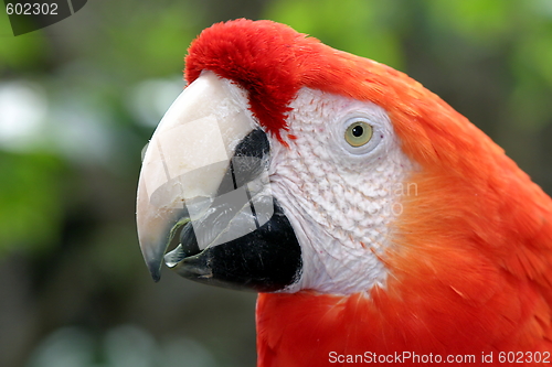 Image of Scarlet Macaw