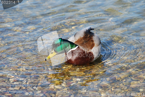 Image of Duck drinking water