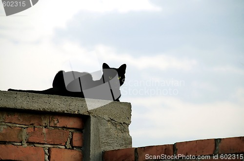 Image of Cat on brick wall