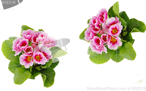 Image of Spring flowers