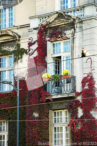 Image of Ivy on window, fragment of Belgrade architecture