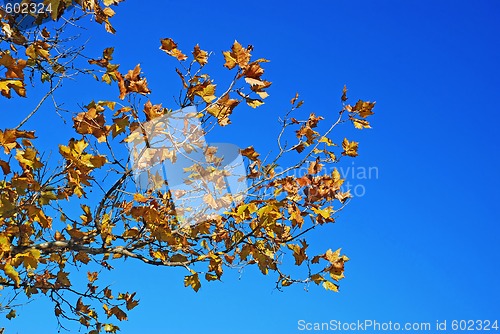 Image of Yellow autumn leaves blue sky