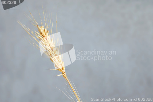 Image of Wheat ear