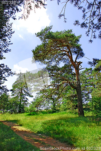 Image of Pine tree in forest