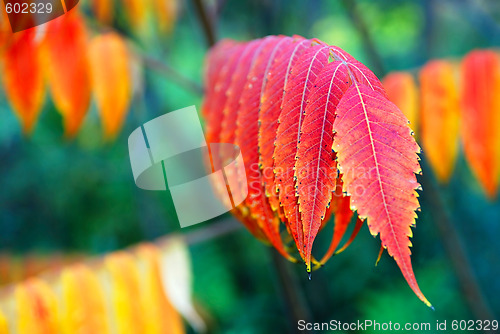 Image of Autumn leaves