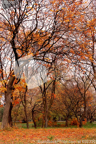 Image of Autumn park