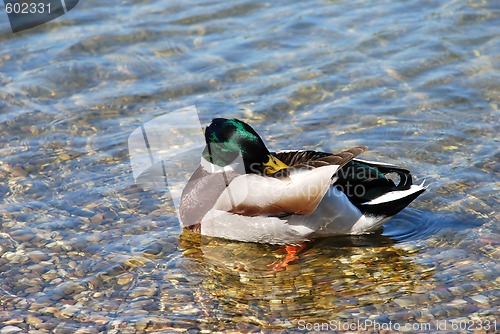 Image of Duck on water - Hygiene