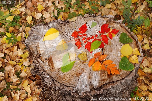 Image of Autumn leaves