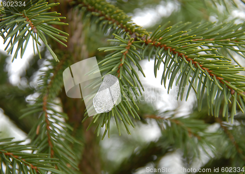 Image of Ice on winter fir