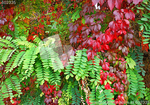 Image of Autumn leaves background