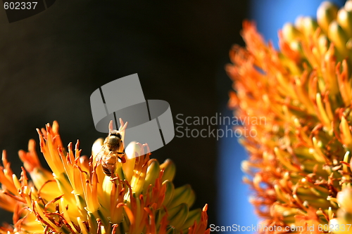 Image of Bee with dark background