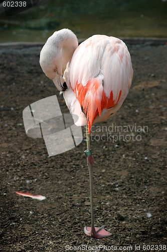 Image of Chilean Flamingo