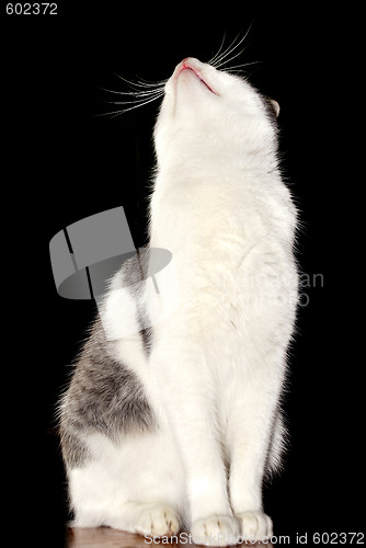 Image of cat looking up