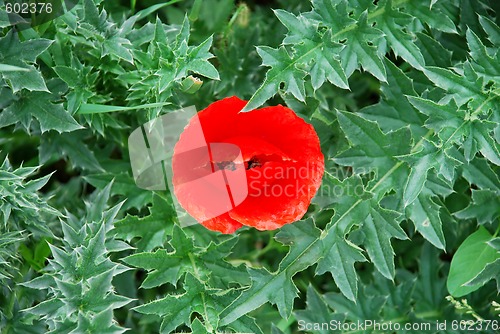 Image of Red poppy