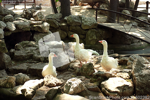 Image of White gooses on stones