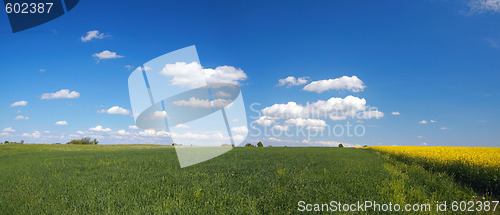 Image of  Blossom colza over blue sky