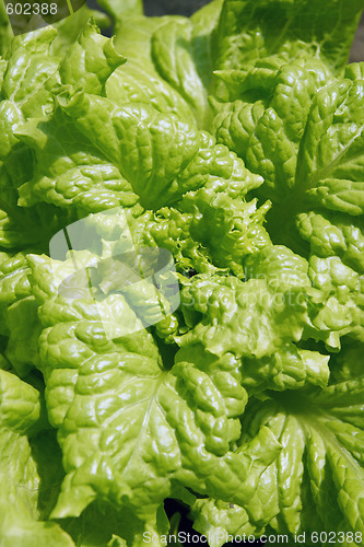 Image of Green lettuce background