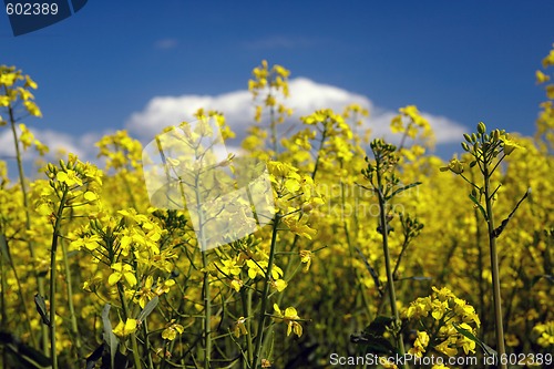 Image of  Close up blossom colza