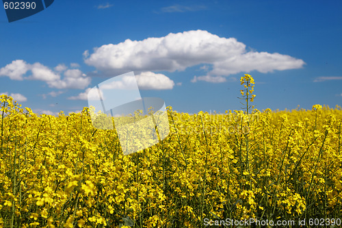 Image of Landscape of colza field