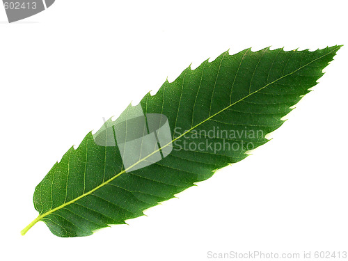 Image of leaf