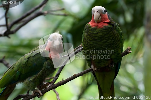 Image of Two red-necked parrots