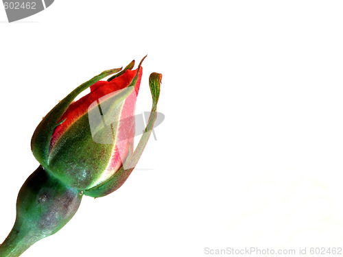 Image of rose