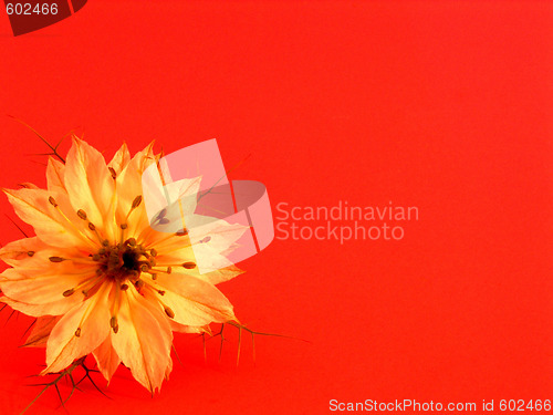 Image of flower