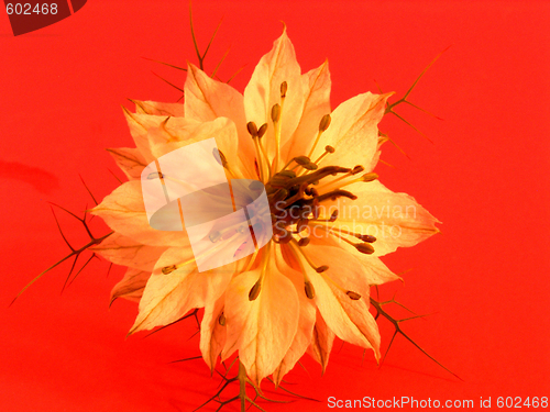 Image of flower