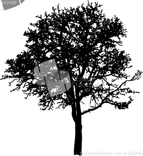 Image of Deciduous Tree