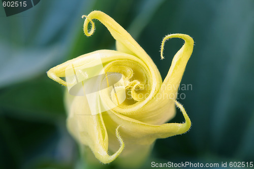 Image of sacred datura