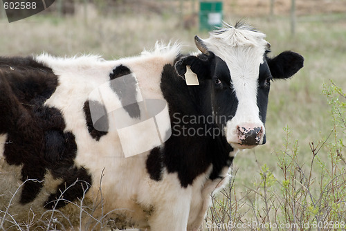 Image of Cow