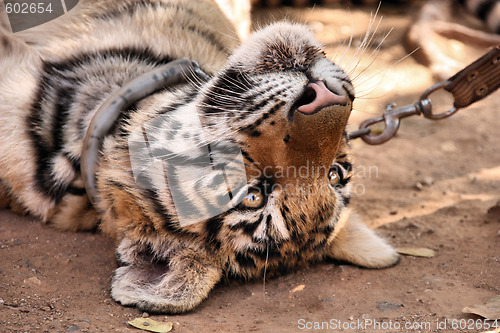 Image of Young tiger