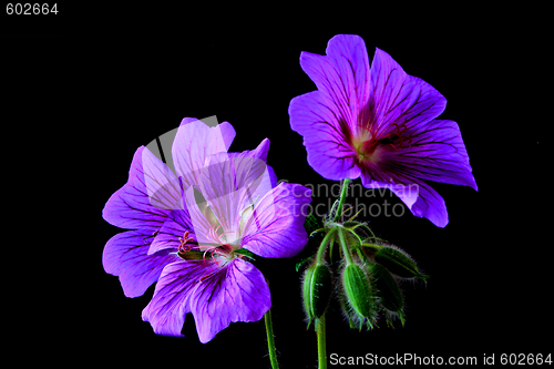 Image of garden geranium (Ger. × magnificum)  