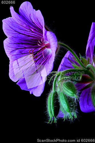 Image of garden geranium (Ger. × magnificum)  