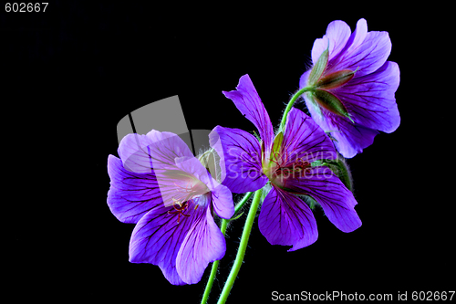 Image of garden geranium (Ger. × magnificum)  