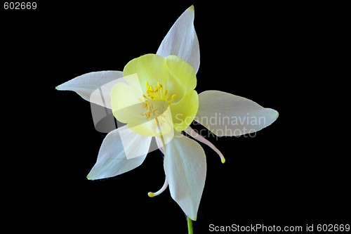 Image of Aquilegia